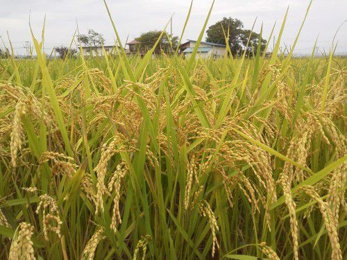 ★味よし「さあ！！稲刈りの季節ですね！！」