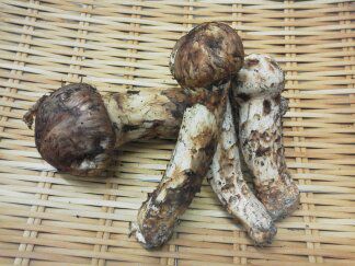 ★味よし「旬の美味しさ、お届けします♪」