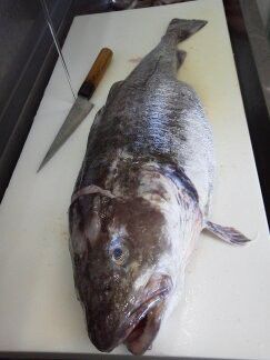 ★味よし「本日の鱈（たら）です♪」