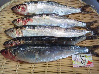 ★味よし「春の旬・・・鰊（にしん）ですよ～♪」