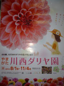 ★味よし「ダリヤの季節です♪」