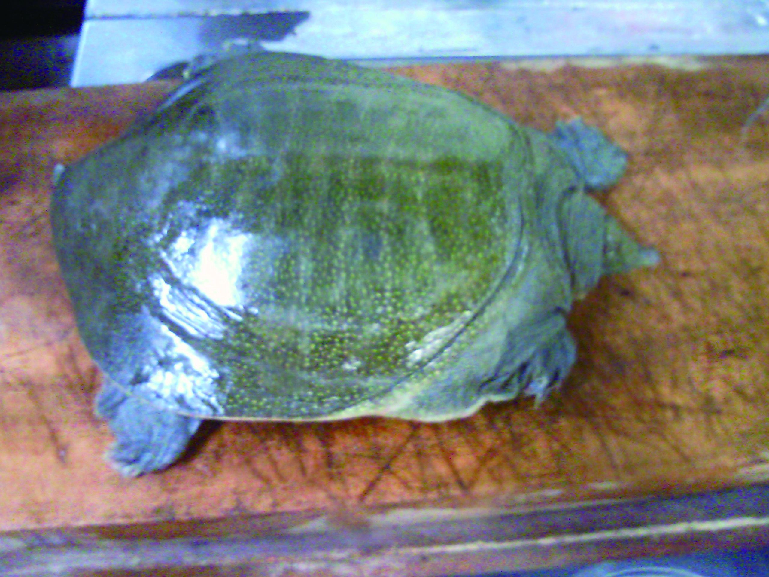 ★味よし「鼈（スッポン）です！！」