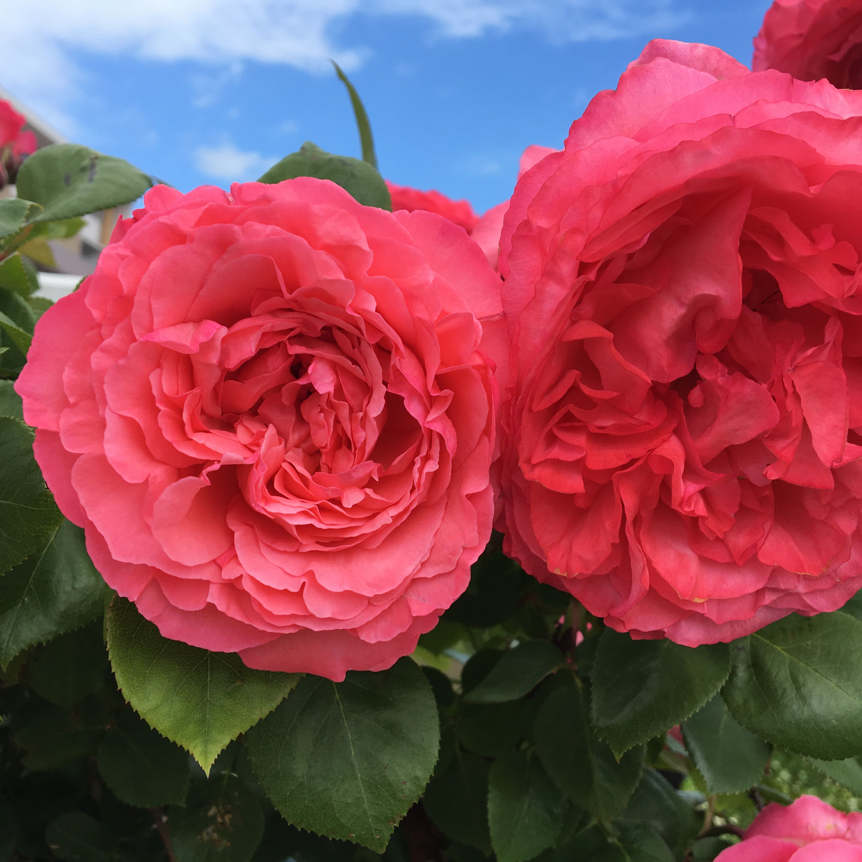 ★味よし「赤丸いっぱいになってビックリ‼」