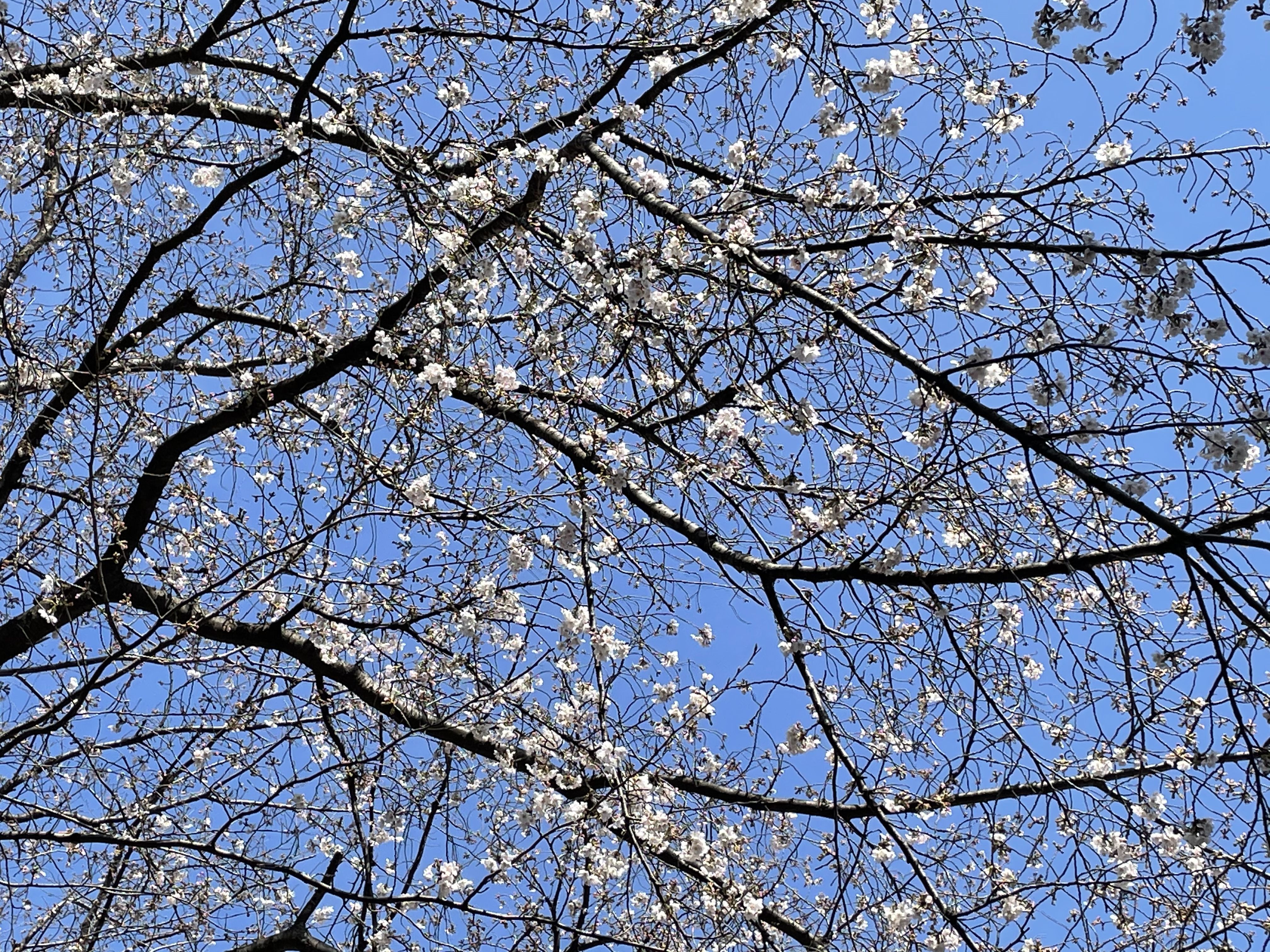 ★味よし「4月です🌸良い新生活のスタートを！！」