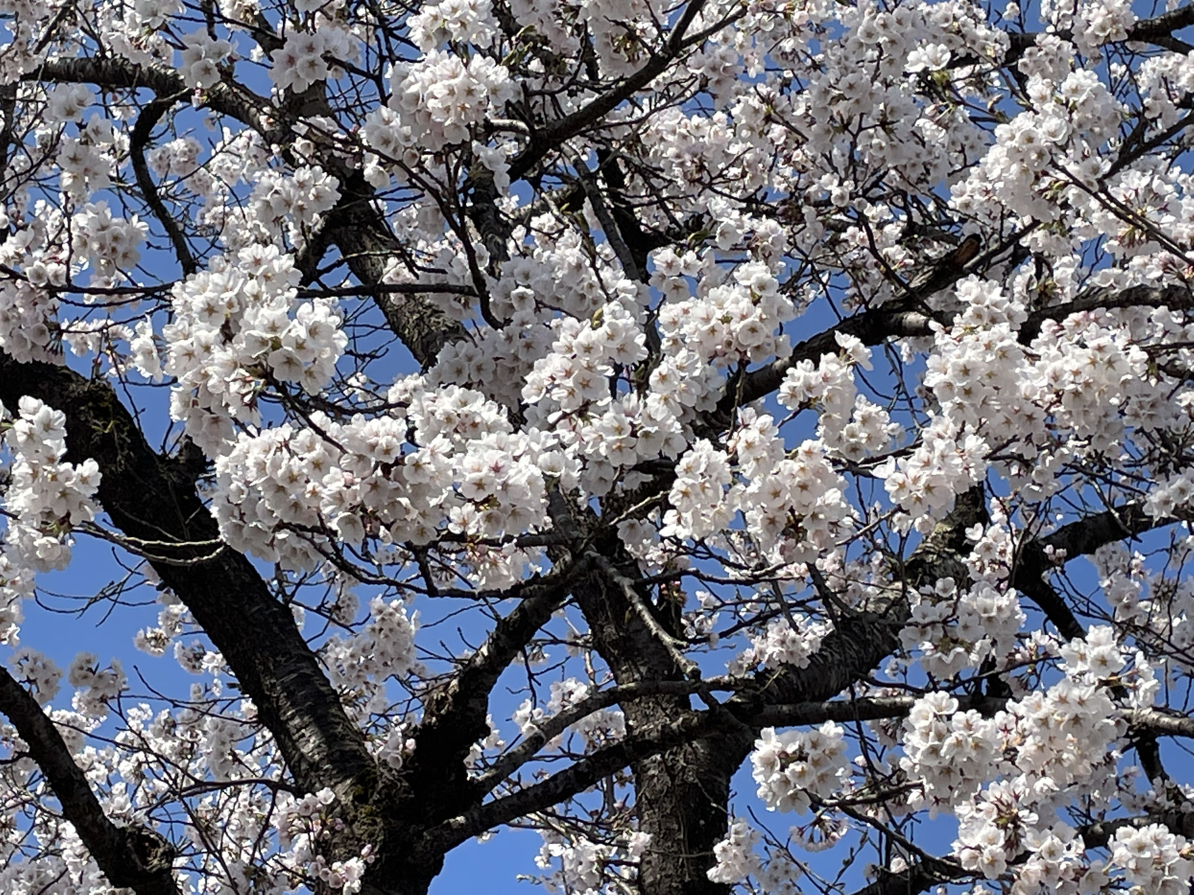 ★味よし「ゴールデンウィーク中の営業日のお知らせです！」