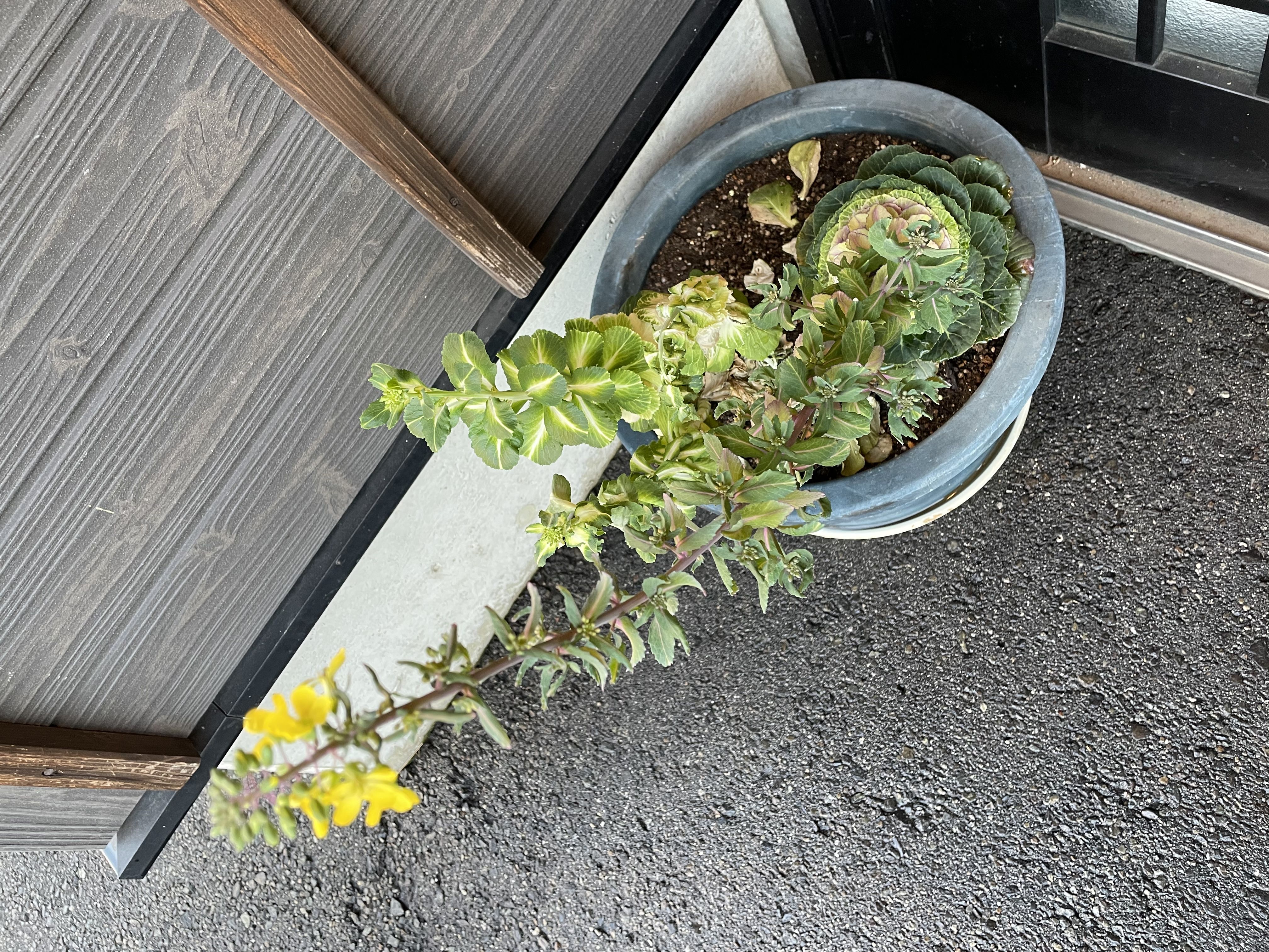 ★味よし「お花も春に…💐」