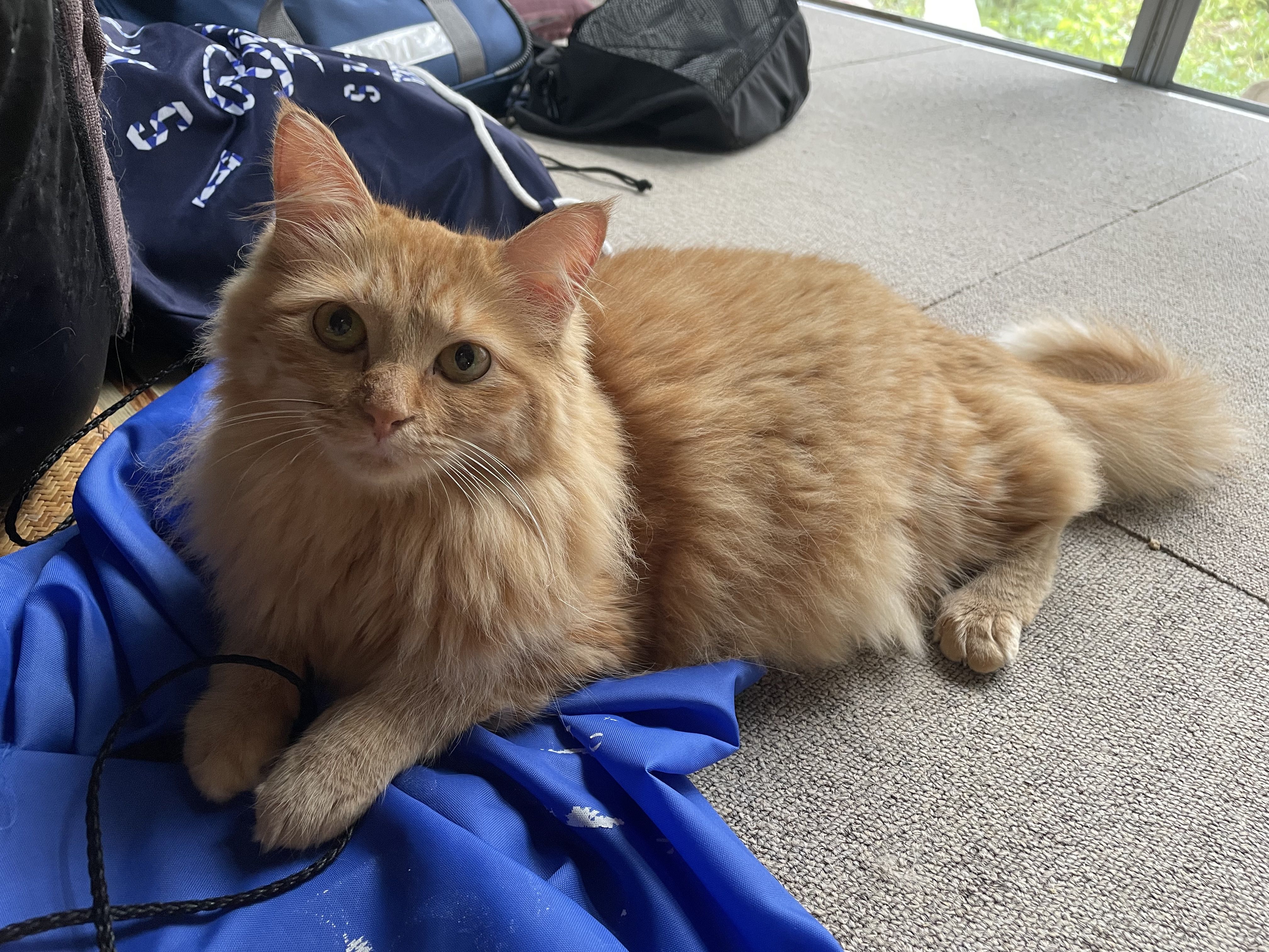 ★味よし「我が家の招き猫ちゃん…♡頼むよー!!(笑)」