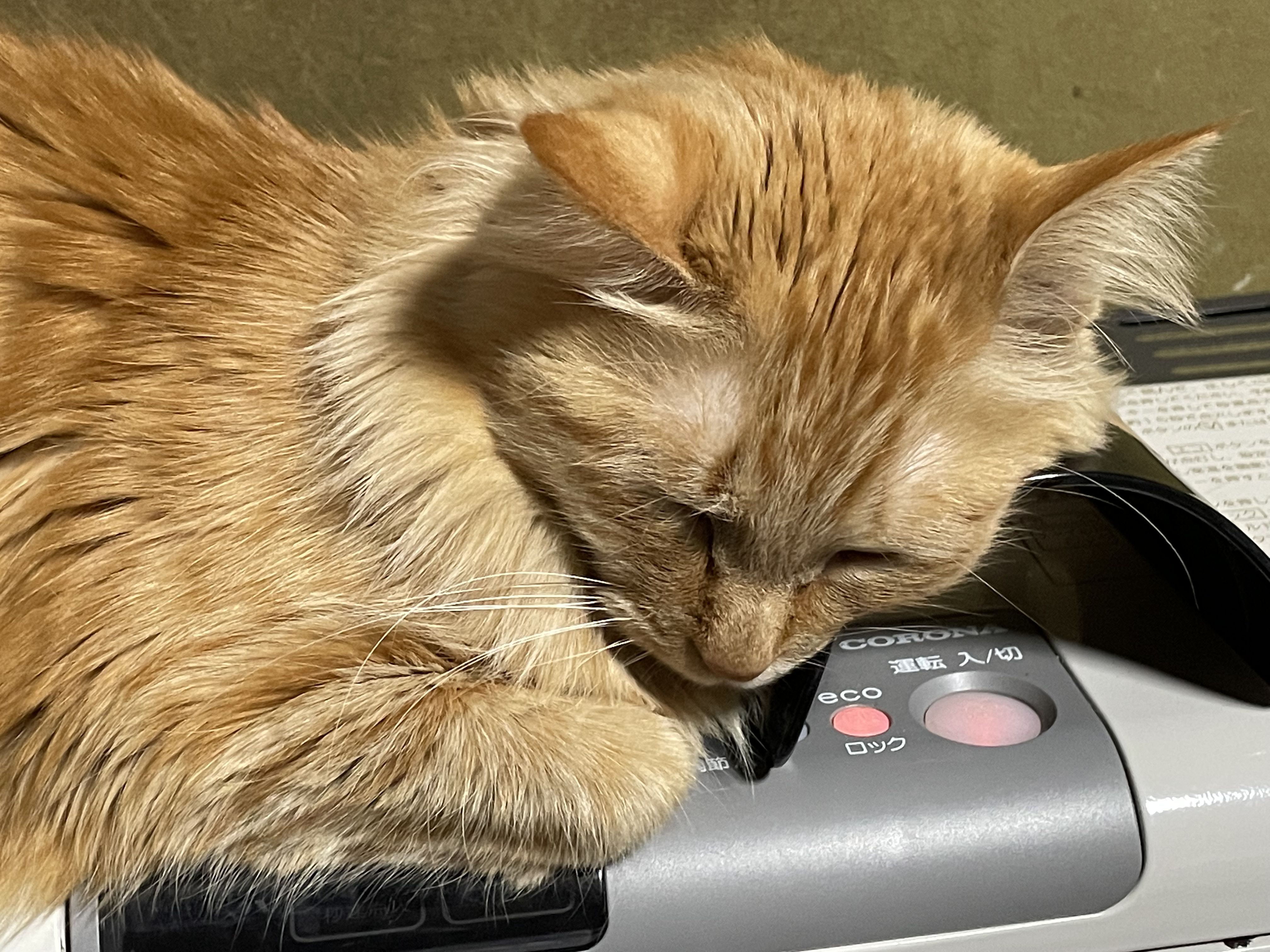 ★味よし「携帯電話が、直りましたー！d(^_^o)」