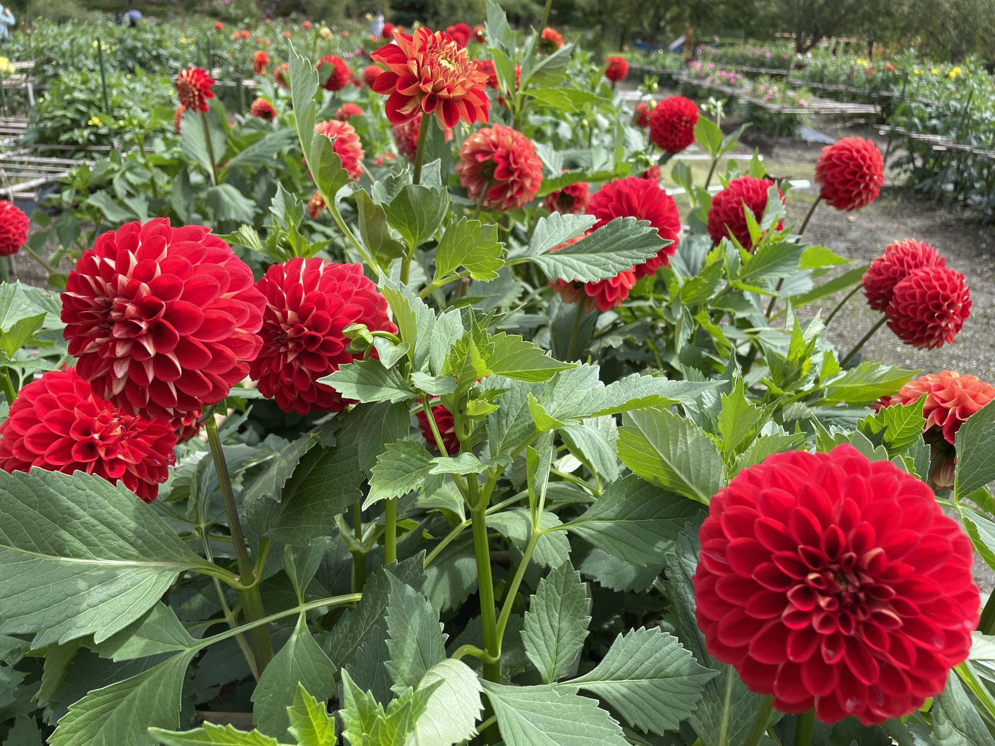 ★味よし「心より、お見舞い申し上げます」