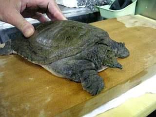 ★味よし「冬の元気、美肌効果!スッポンコースはいかが?」