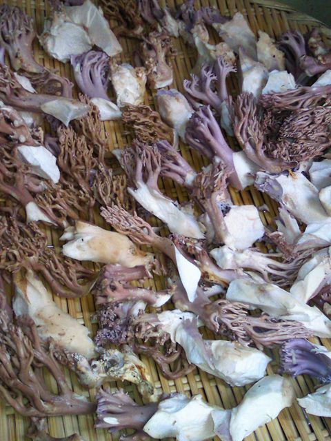 ★味よし「芋煮会プラン、大人気です!!」