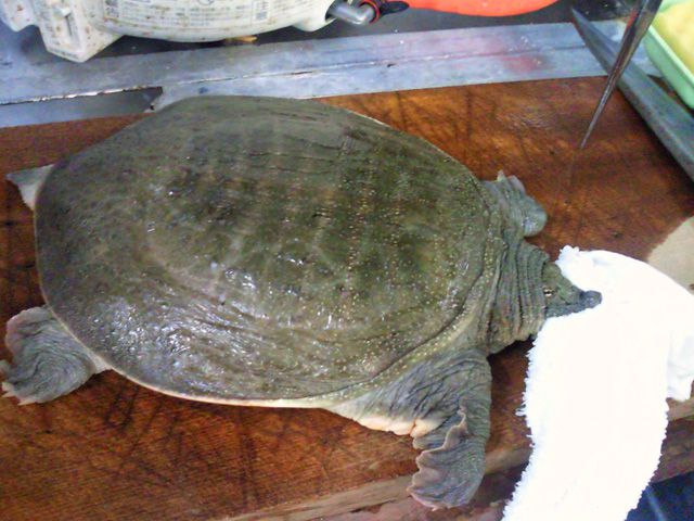 ★味よし「きかん坊??のすっぽんです~!」