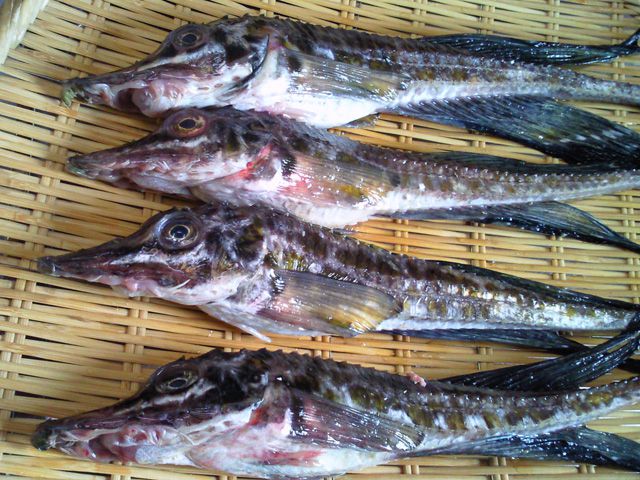 ★味よし「北海道産の八角(はっかく)です!」