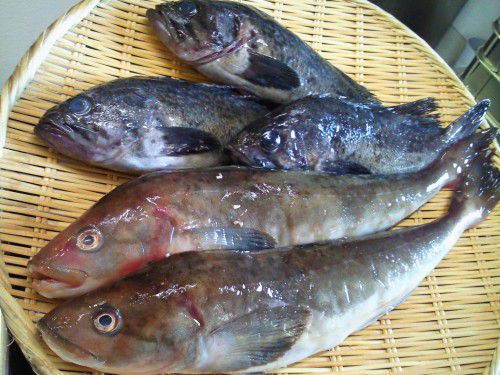 ★味よし「本日は、黒曹以(くろそい)とほっけ入りました!!」