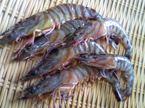 ★味よし「今日はこれです!!車海老(くるまえび)!!」