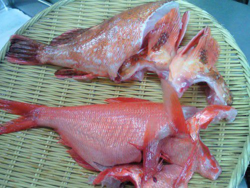 ★味よし「笠子(かさご)と金目鯛(きんめだい)です!!」