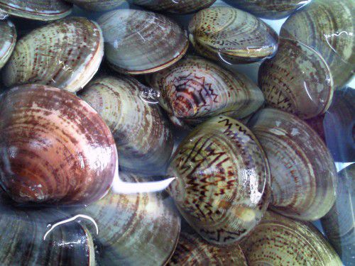 ★味よし「春の旬・・・蛤(はまぐり)です!!」