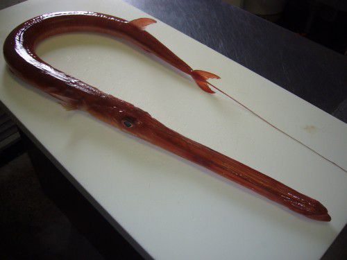 ★味よし「本日も珍しい魚、入っていますよ!!」