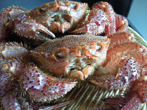 ★味よし「この面構えのイイ、大きい毛蟹(けがに)!!」