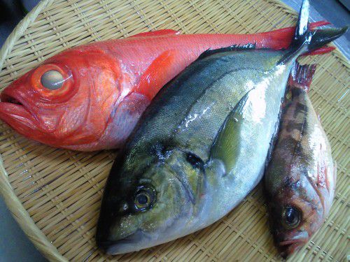 ★味よし「鮮魚入荷!!通常営業、頑張ります!!」