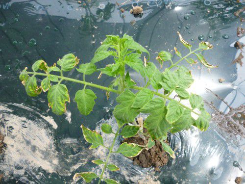 ★味よし「大きくなってたトマトです!!」