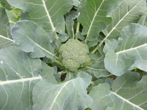 ★味よし「うわ~大きくなってる~!!」