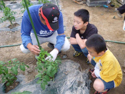 ★味よし「トマトのお手伝いに行きました!!」