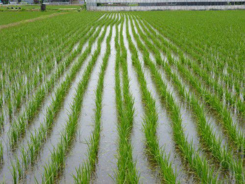 ★味よし「まだ更に?・・・目立ってしまいますね~!!(泣)」