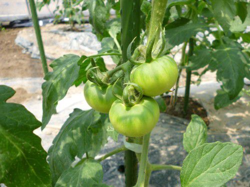 ★味よし「やった~!!実がついた~!!」