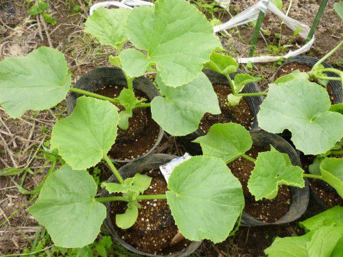 ★味よし「甘~い、メロンの苗です・・・!!」