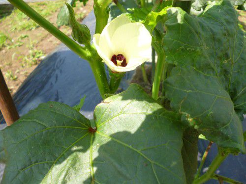 ★味よし「夏野菜、食べごろですね!!」