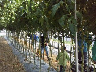 ★味よし「大きなトマトの木の下で??」