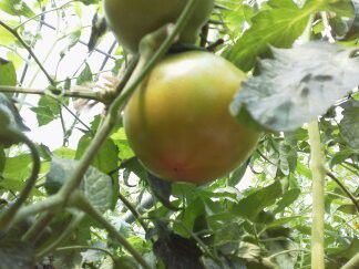 ★味よし「大きなトマトの木の下で??その2」