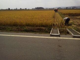 ★味よし「稲刈りにお邪魔しました!!」