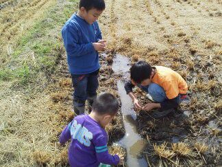 ★味よし「稲刈りにお邪魔しました!!その2」