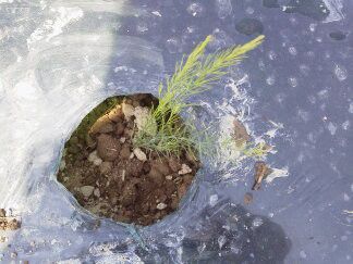 ★味よし「アスパラの苗植えをするところです♪」