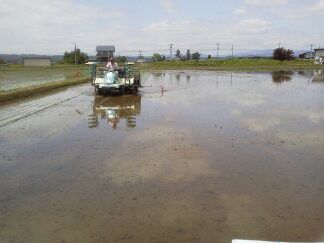 ★味よし「THE・田植え!今年はリベンジ叶わず・・・(泣)」