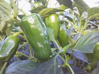 ★味よし「川西産のうまピーです!」