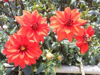 ★味よし「とっても綺麗なダリヤ園でした!!」