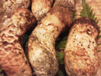 ★味よし「今年お初の松茸(まつたけ)ちゃんです♪」