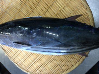 ★味よし「いい鰹(かつお)は、青い??」
