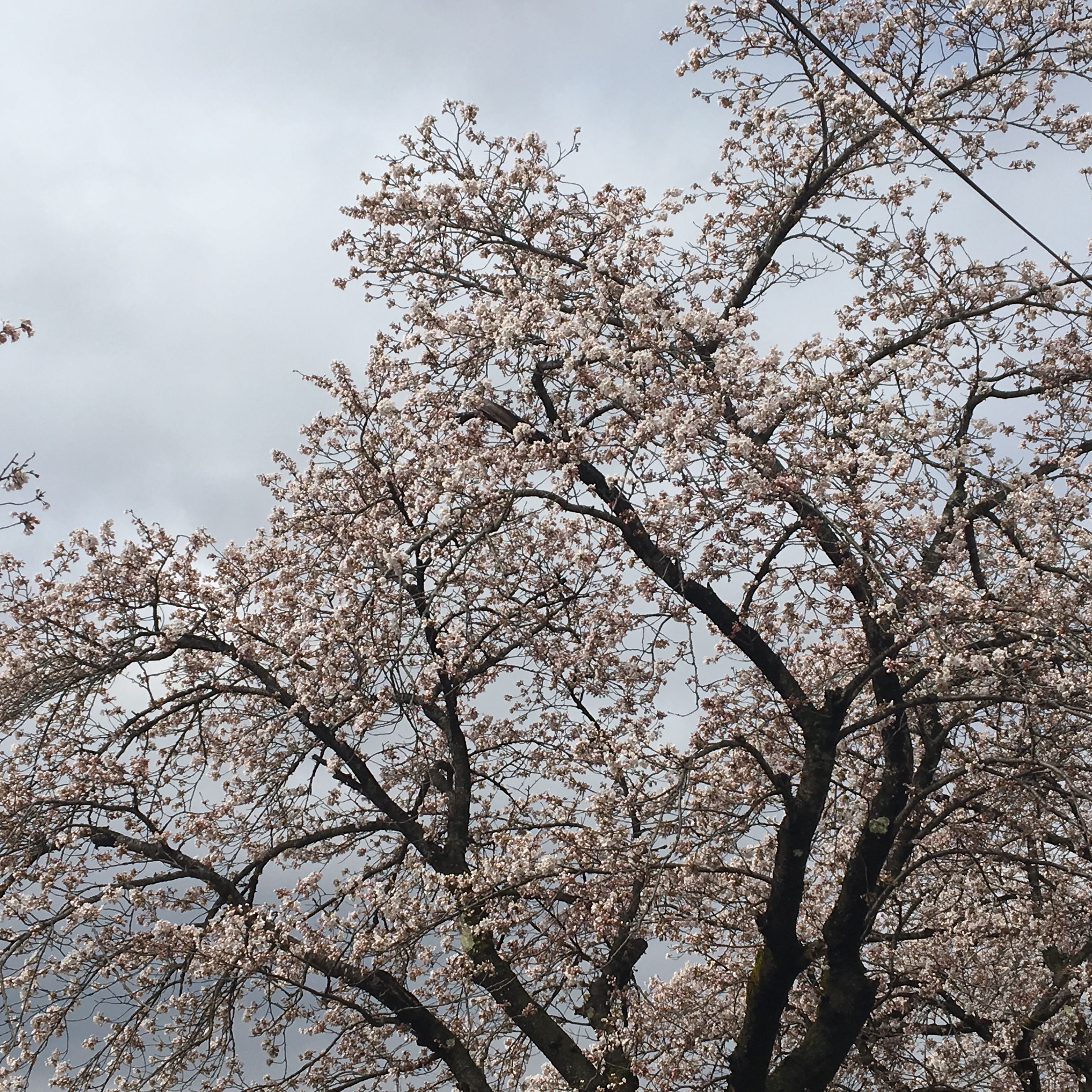 ★味よし「桜も咲いてきましたね!!🌸🌸🌸」