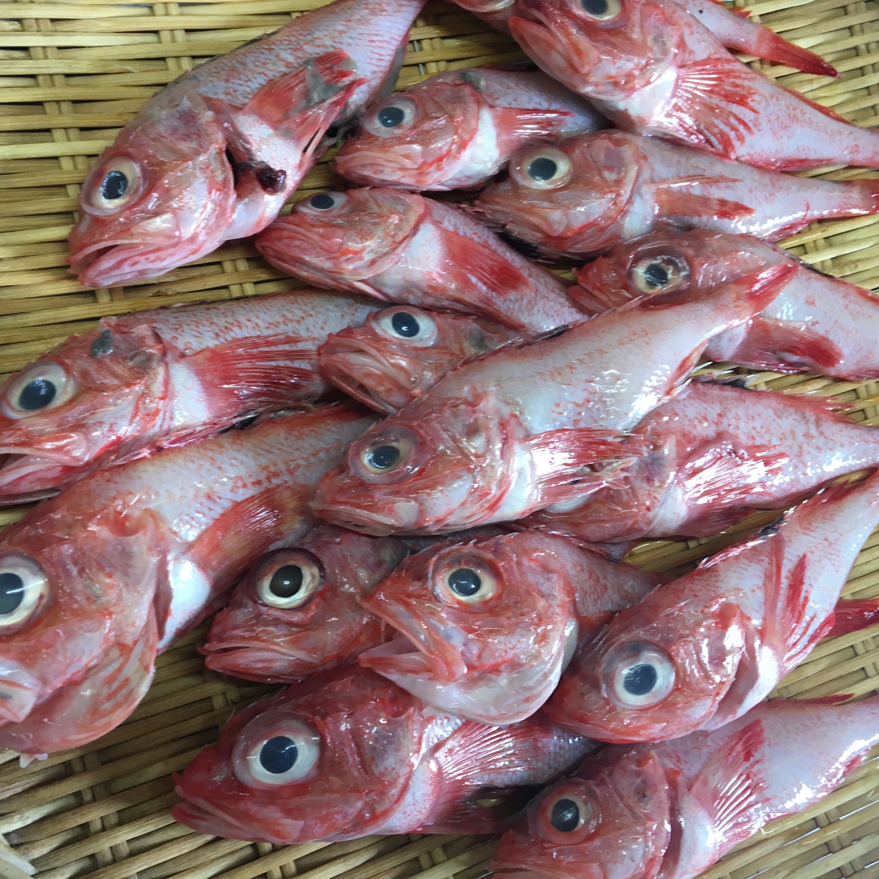 ★味よし「豆きんき、入りました!!」