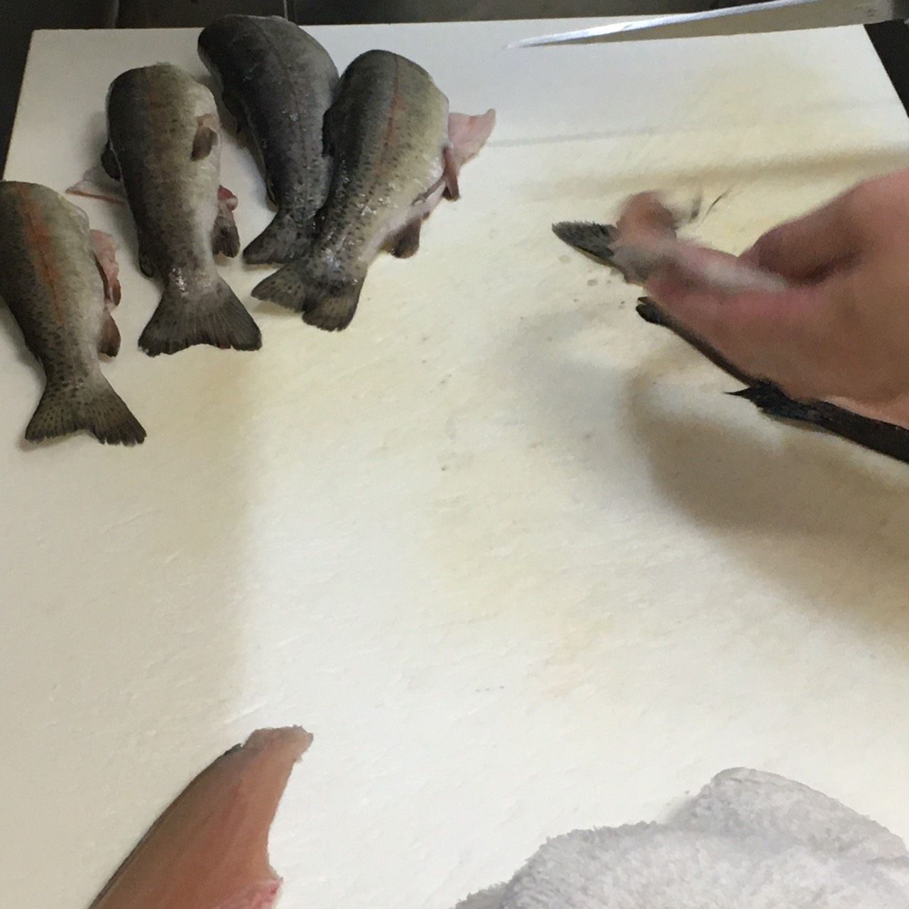 ★味よし「来たれ!釣り人♬…板長、男気調理致します!」