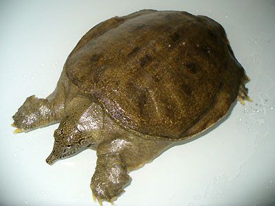 ★味よし「本日、すっぽんパワー!ご注文ありがとうございます!!」