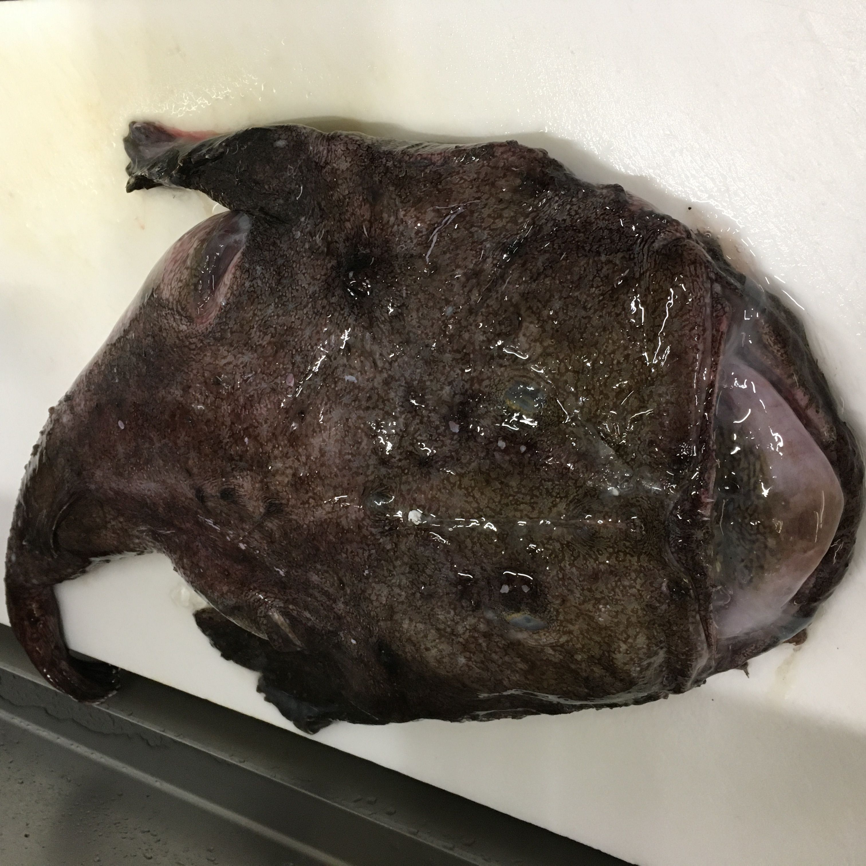 ★味よし「今日は、鮟鱇(アンコウ)ですよ!!」