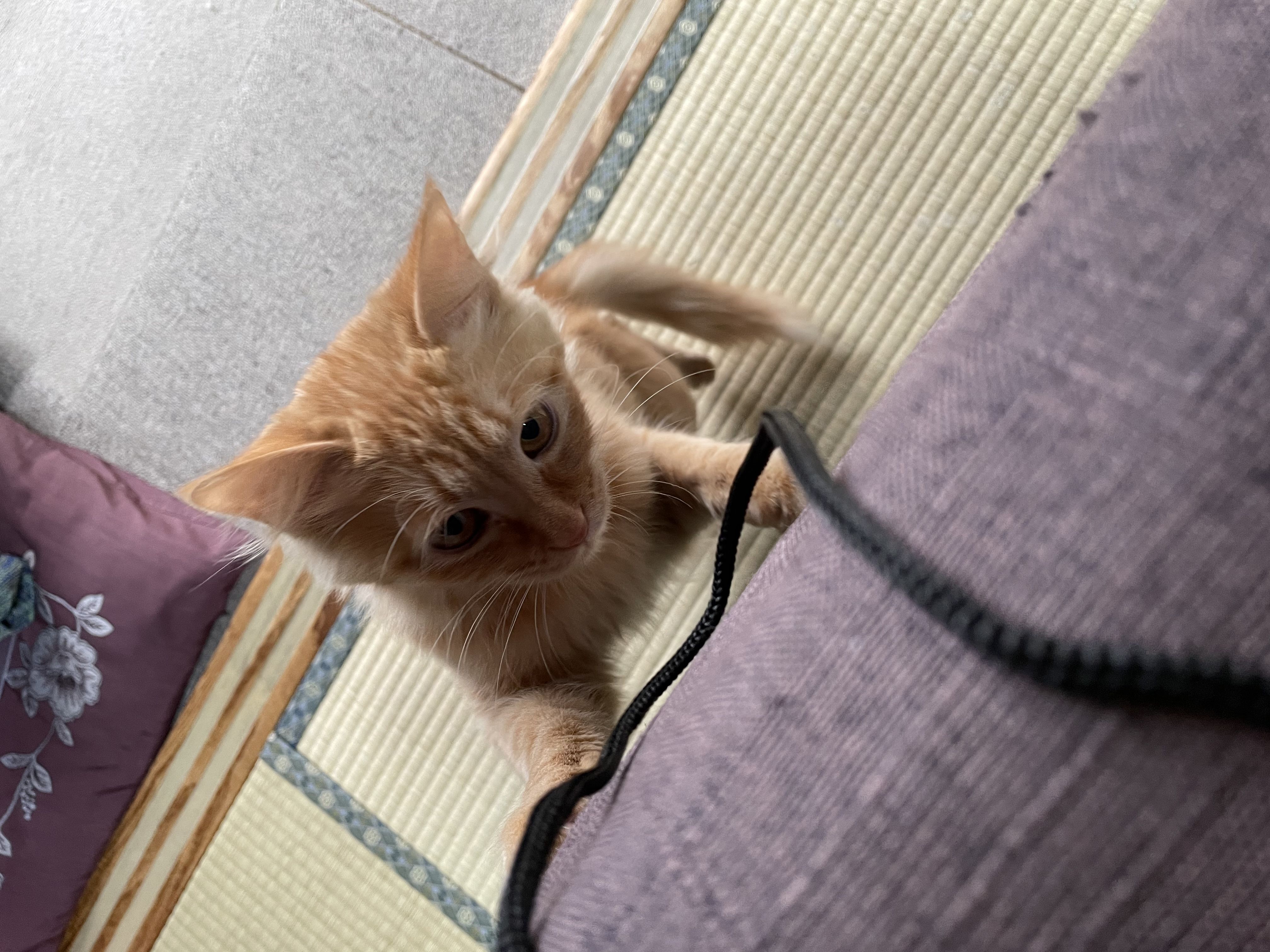 ★味よし「招き猫?🐈だといいね!(笑)」