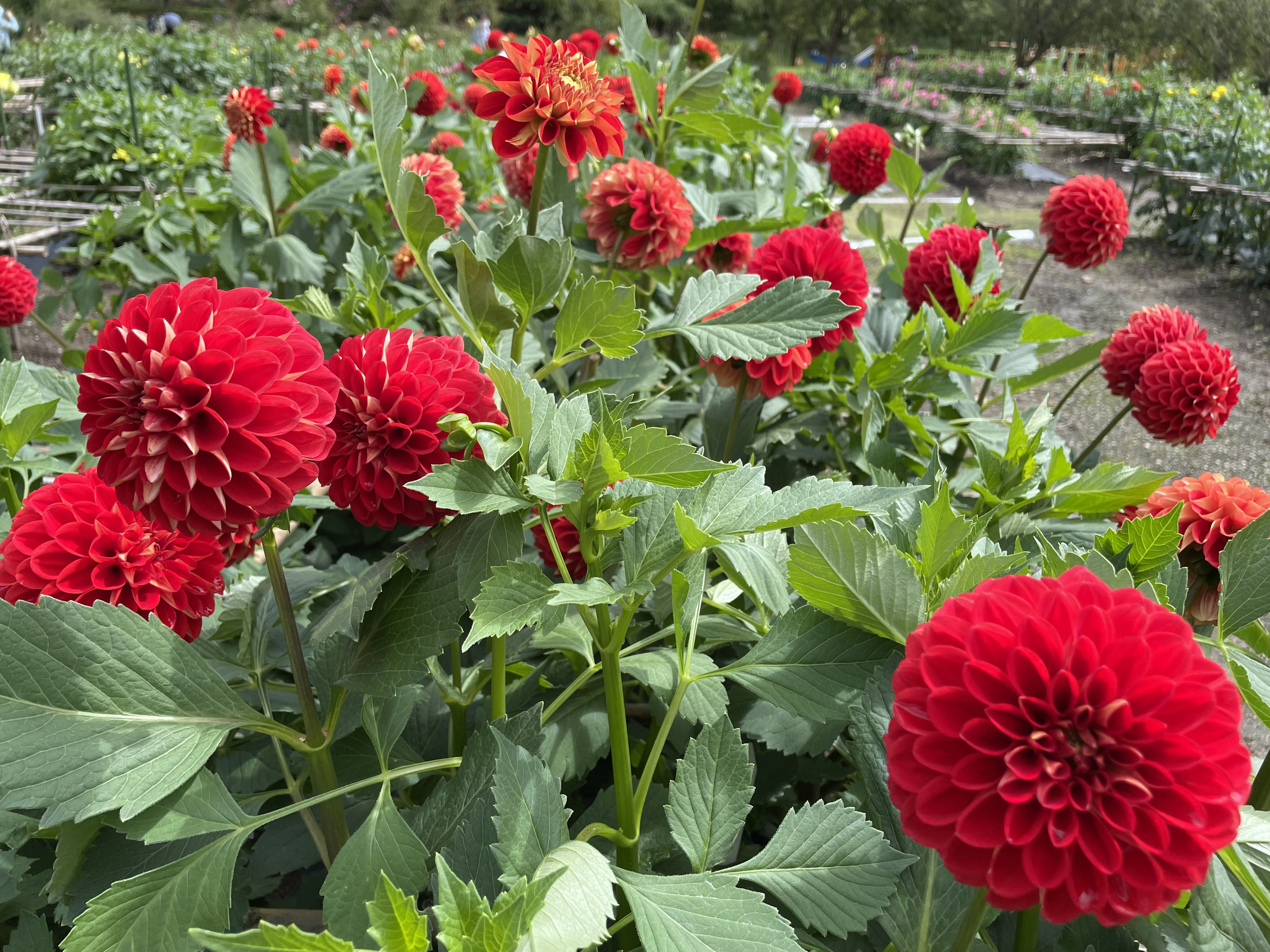 ★味よし「もうすぐ、見頃です♡川西ダリヤ園♬」