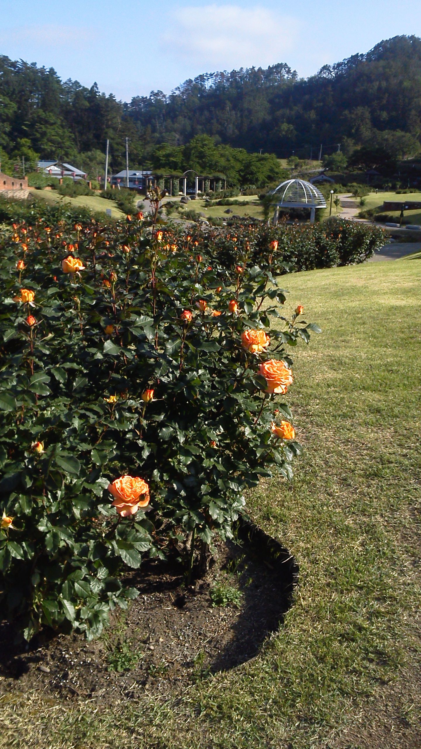 本日の東沢バラ公園開花情報です！