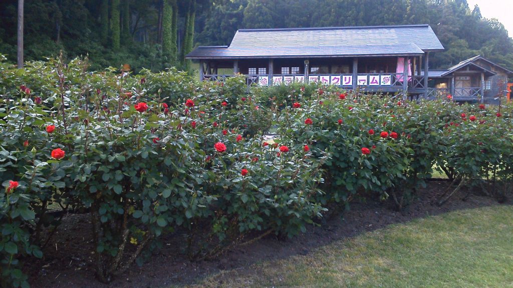 本日の東沢バラ公園開花情報です！